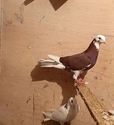 tuklu it: Temiz babayevisqi eni quyruq hundur ayaq uzun quwdardi erkey dest ag — 9