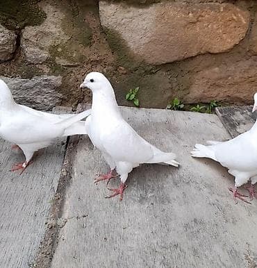 ev qusu: 2 erkey 1 maya 13 14 15 tuk aglar vidyo ucun vatsap ucan quwdardi — 2