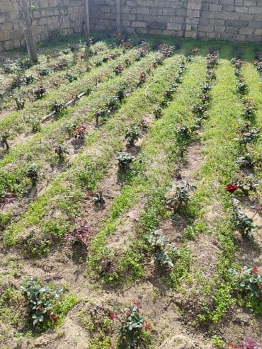 Gübrələr: Qırmızı güllər – tinglər - Növ: bağ gülləri (qırmızı çiçəkli, iri — 3