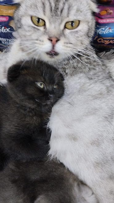 anqora pişik: Şotland — 4