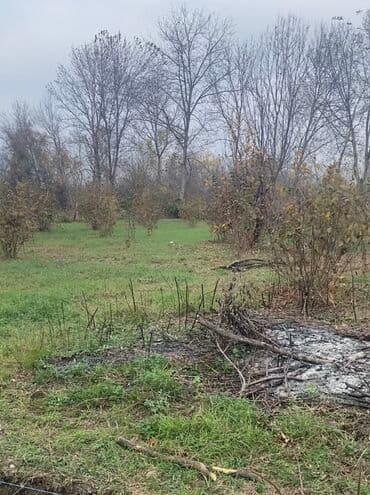 cülyan kəndi: Kənd təsərrüfatı — 1