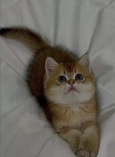 qax heyvanlar: Britan — 7