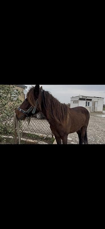 cuce satisi 2019: Yorğa nalsız 40 yeriyir erkək yaş 6 real alıcıya endirim olacaq at — 3