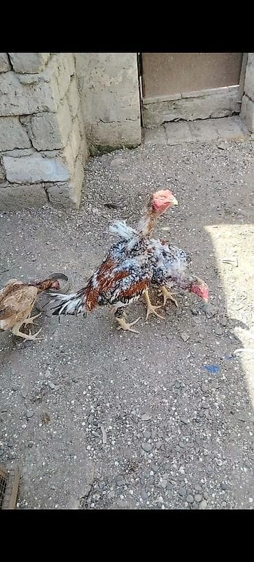 hind toyuğu: Salam heyvanlar goz qabagindadi saglamliglarina cavabdehem, biri — 6