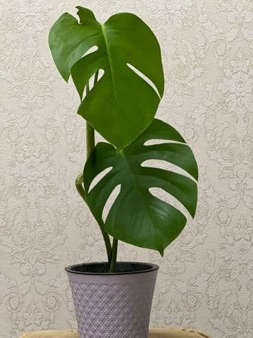 monstera bitkisi: Monstera 15 AZN
10 AZN-ə də var, 2 yarpaqları var — 1