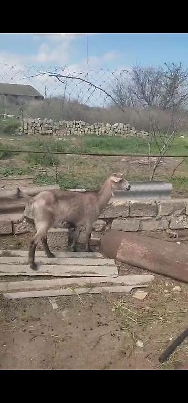 yerli keci: Sanen keçiləri tam sağlam təmiz saf qan sayları 2 təkə 9 dişi 6 sı — 2