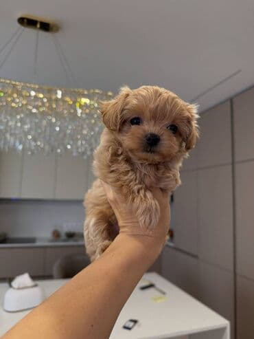 itləe: Самец — 2