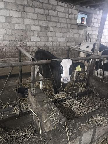 inek satiram: Salam. 3 Aylıq Dişi İvanovka Dana Satılır Südlük Sağlam üçün çox ideal — 1