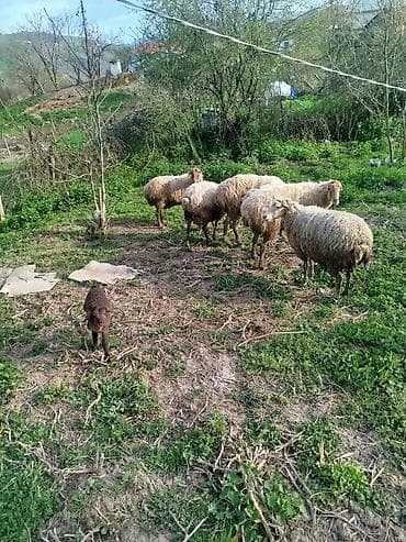 Qoyun sürüsü satılır - Təsvir: Şəkildə gördüyünüz kiçik sürü – ana