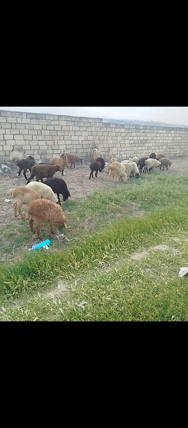 dana erkek: 27 quzu satılır erkeydi dişili çoxu erkeksi qiyməti 180manat — 1