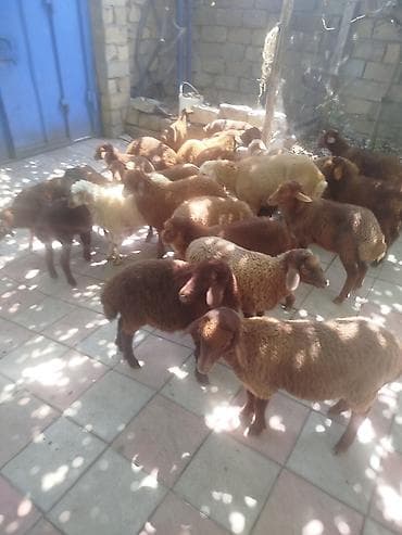 qoyun əti: Qoyun-quzu sürüsü satılır 27 quzudu biri 185 lə endirim olacaq kom — 3