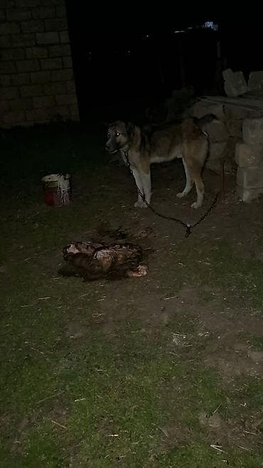 1yaş 3aylıq temiz teserfat itidi