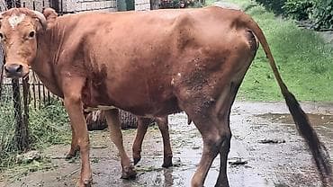 bezekli qoyun sekilleri: Ikinci qarına doğub yanında süni mayalanmadan olan anqus balası var — 7