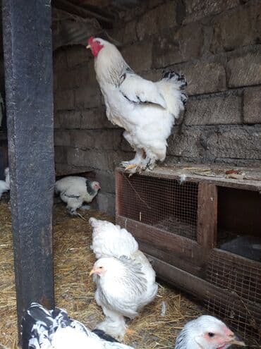 qırt toyuq: Toyuq, Brama, Damazlıq — 7