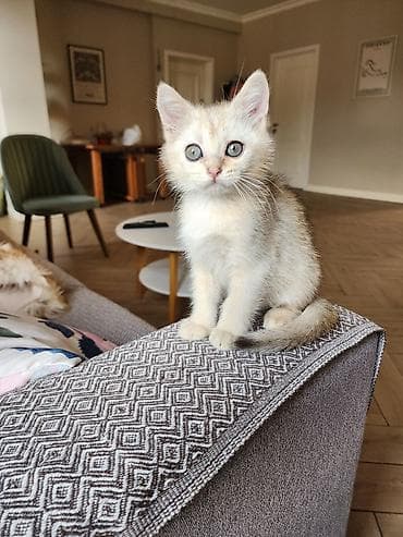 erkey pisik adlari: Qızıl şinşilla, Erkək, Ödənişli çatdırılma, Pulsuz çatdırılma, Ünvandan götürmə — 3