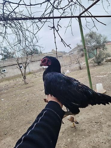 Salam aleykum temiz qan isdeyen olsa elaqe saxlasin meydan hevaninin — 2