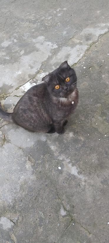 Другие с/х животные: Şotland Pişiyidir Bir Yaşı Var Dişidir İSTƏYƏN Əlaqə Saxlasın — 2