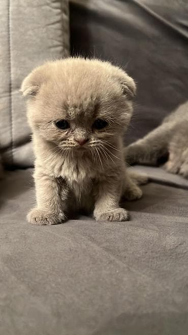 su qabi: Şotland yastı qulaq, Erkək, Dişi, Yaxşı əllərə, Ödənişli çatdırılma, Ünvandan götürmə, Rayonlara çatdırılma — 2