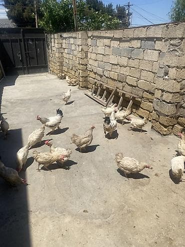 Məhsul: Ev toyuqları (yumurtacı və ətlik qarışıq sürü) Leghorn cins lalafo.az -da Məhsul: Ev toyuqları (yumurtacı və ətlik qarışıq sürü) Leghorn cins