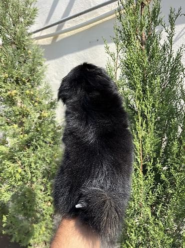 i̇sm: Pekines, 2 ay, Dişi, Peyvəndli — 3