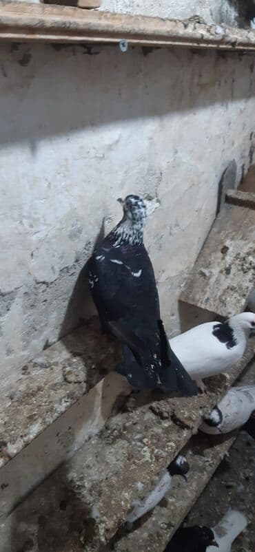 İtlər: 3 eded cil 40 azn tek tek isdeseniz 1 eded 15 azn 2 si erkek 1 maya — 3