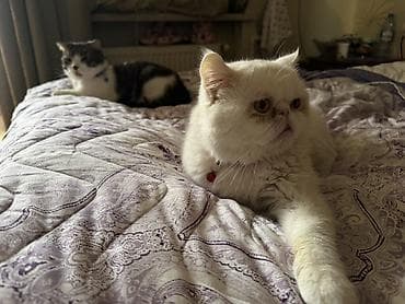 sibir pişiyi: Ekzot, Yaxşı əllərə — 1