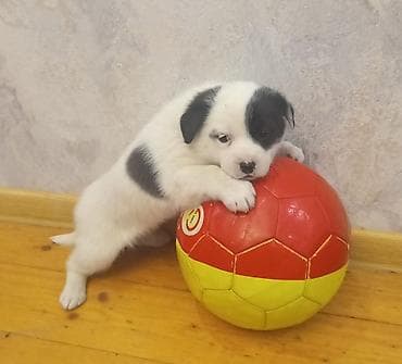 Heyvanlar üçün mallar: 2 ay, Dişi, Ünvandan götürmə — 2