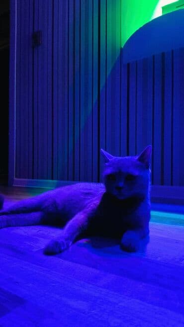 bülbül quşu satışı: Шотладская вислоухая, Самка, В добрые руки, Самовывоз — 6