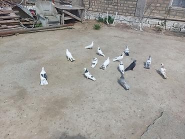 14 denedi hamsi 120 azn