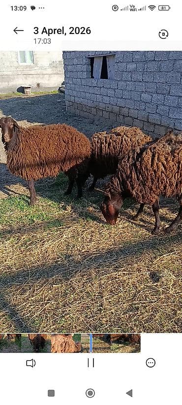 kanqal satisi: Satılır.Temiz yerli cins quzular qoçluq 3 biryerdə 2100 manat — 2