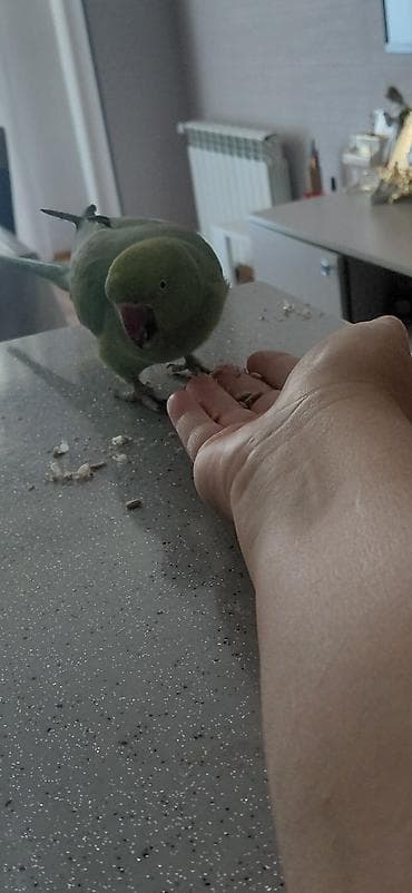 Попугаи: Yaşıl Halsband (Ringneck) tutuquşu – əl öyrəşdirilmiş, insanla — 2