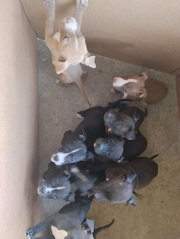 Pitbul, 2 ay, Erkek, Peyvəndli