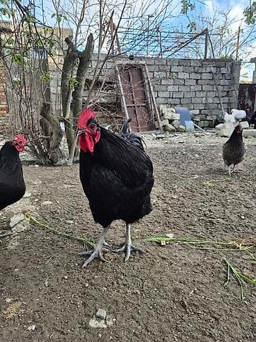 sumatra xoruz: Xoruz, il: 1 — 5