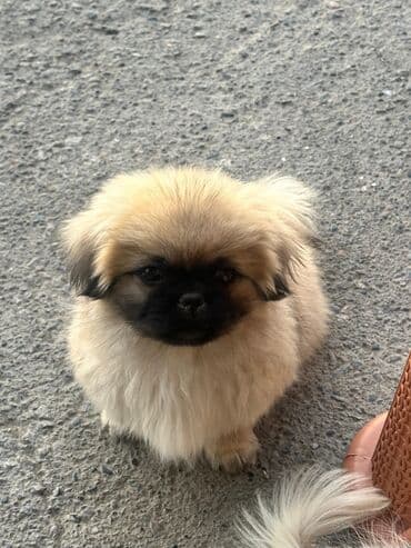 it yuvasi: Pekines, 2 ay, Dişi, Peyvəndli, Rayonlara çatdırılma — 4