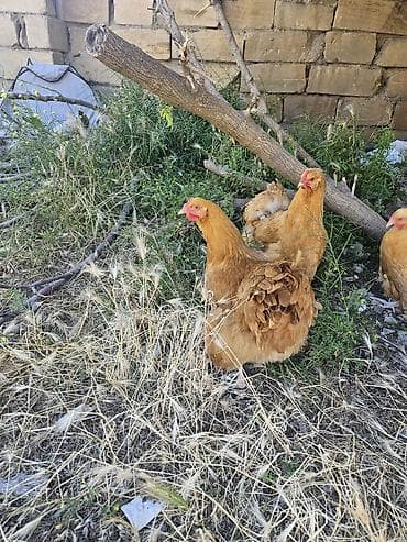 kavralit satisi: Buff Orpington toyuqları satılır heyvanlar sağlamdılar satmağımın — 4