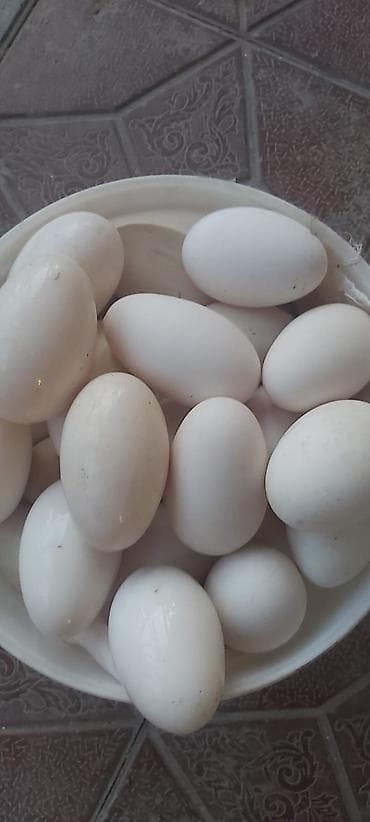 ucuz yumurta: Məhsul: Ağ yumurta (ev təsərrüfatından) Təsvir:qaz yumurtası. Linda — 1