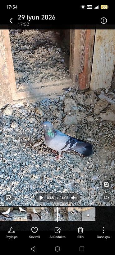 ev heyvanları satışı: 10 gün içinde tutulma quşlardi çoxu baladı şəkillər videodan — 4