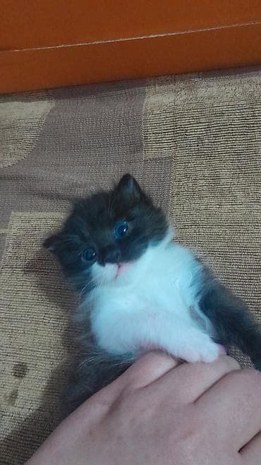 Yaxşı əllərə lalafo.az -da Yaxşı əllərə