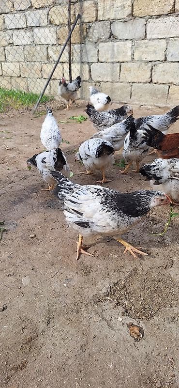 kend toyugu: Məhsul: Yerli toyuqlar (yumurta-ət tipi) Təsvir: - Ağ əsas rəngli — 4