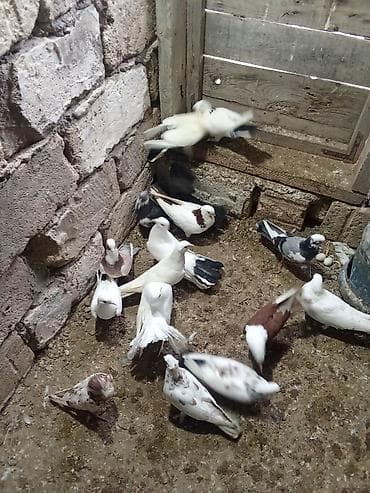 Tutulma heyvanlardi isteyen maraqlana biler lalafo.az -da Tutulma heyvanlardi isteyen maraqlana biler