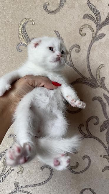 pişiylər: Şotland — 1