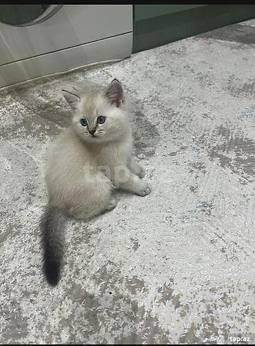 sari pisik: Şinşilla — 5