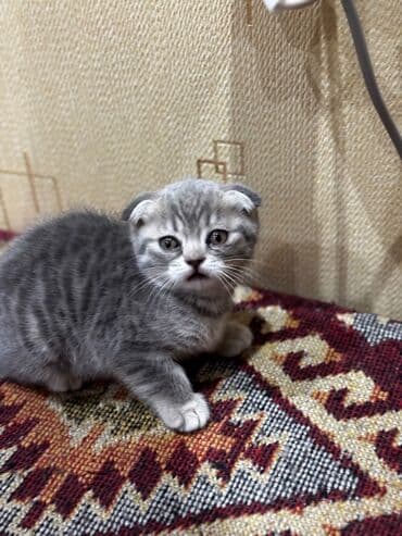 котята в баку бесплатно 2020: Шотландская, Самка — 3
