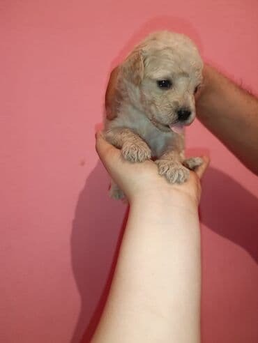 Gəmiricilər: Pudel balaları satılır. iki həftəlikdililər. 1 ay yarımında götürə — 3