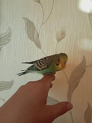 it qiz sekilleri: Tam saglam el quşudu baladı öyredmek üçün tam rahatdır — 4