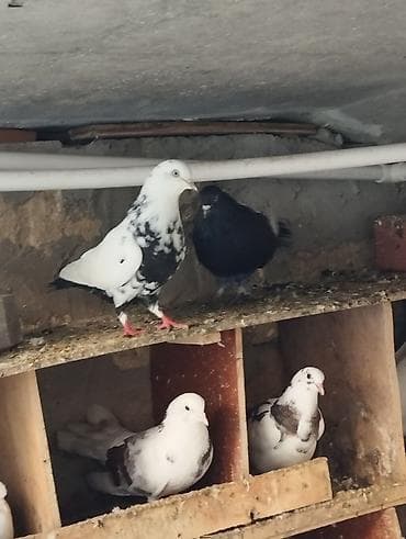 maraqli qus adlari: Ciller tutulmadi 2sidecuti 30m boynugulu 30m — 2