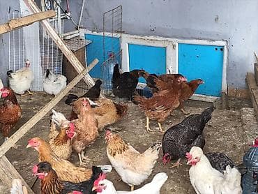 toyuq adi: Toyuq, Yumurtalıq — 5