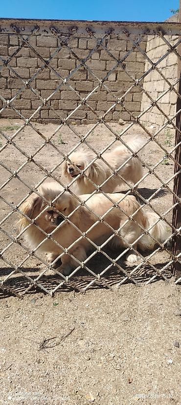 heyvan: Pekines, 1 il, Erkek, Peyvəndli, Ünvandan götürmə, Ödənişli çatdırılma — 1