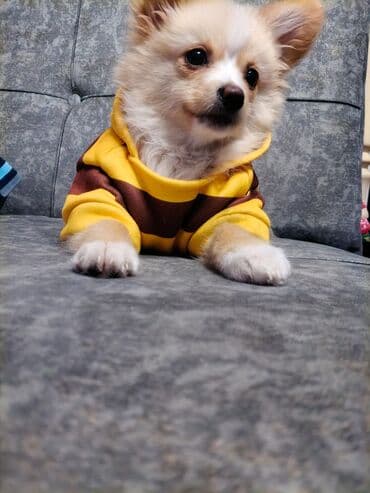 İtlər: Щенок немного шпица.3 месяцев.девочка. Ласковая и игривая — 1