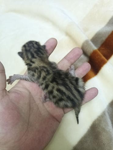 it satsi: Benqal, Erkək, Dişi, Ünvandan götürmə — 1